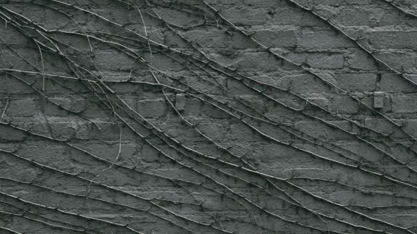 Vine Wall Gray Wallpaper