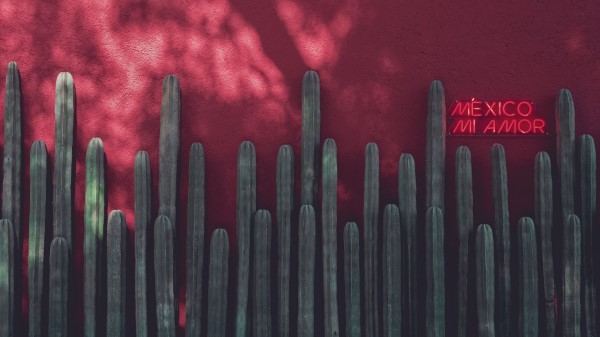 Signboard Neon Cacti wallpaper